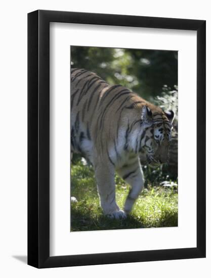 New York City, Bronx Zoo, Tiger-Samuel Magal-Framed Photographic Print