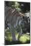 New York City, Bronx Zoo, Tiger-Samuel Magal-Mounted Photographic Print