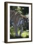 New York City, Bronx Zoo, Tiger-Samuel Magal-Framed Photographic Print