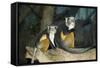 New York City, Bronx Zoo, Wolf's Mona Monkey (Cercopithecus Wolfi), Wolf's Guenon Monkey-Samuel Magal-Framed Stretched Canvas
