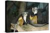 New York City, Bronx Zoo, Wolf's Mona Monkey (Cercopithecus Wolfi), Wolf's Guenon Monkey-Samuel Magal-Stretched Canvas