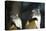 New York City, Bronx Zoo, Wolf's Mona Monkey (Cercopithecus Wolfi), Wolf's Guenon Monkey-Samuel Magal-Stretched Canvas