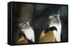 New York City, Bronx Zoo, Wolf's Mona Monkey (Cercopithecus Wolfi), Wolf's Guenon Monkey-Samuel Magal-Framed Stretched Canvas