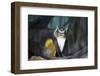 New York City, Bronx Zoo, Wolf's Mona Monkey (Cercopithecus Wolfi), Wolf's Guenon Monkey-Samuel Magal-Framed Photographic Print