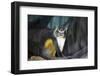New York City, Bronx Zoo, Wolf's Mona Monkey (Cercopithecus Wolfi), Wolf's Guenon Monkey-Samuel Magal-Framed Photographic Print