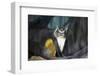 New York City, Bronx Zoo, Wolf's Mona Monkey (Cercopithecus Wolfi), Wolf's Guenon Monkey-Samuel Magal-Framed Photographic Print