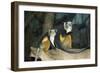 New York City, Bronx Zoo, Wolf's Mona Monkey (Cercopithecus Wolfi), Wolf's Guenon Monkey-Samuel Magal-Framed Photographic Print