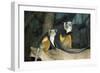 New York City, Bronx Zoo, Wolf's Mona Monkey (Cercopithecus Wolfi), Wolf's Guenon Monkey-Samuel Magal-Framed Photographic Print