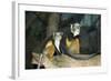 New York City, Bronx Zoo, Wolf's Mona Monkey (Cercopithecus Wolfi), Wolf's Guenon Monkey-Samuel Magal-Framed Photographic Print