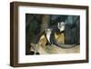 New York City, Bronx Zoo, Wolf's Mona Monkey (Cercopithecus Wolfi), Wolf's Guenon Monkey-Samuel Magal-Framed Photographic Print