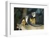 New York City, Bronx Zoo, Wolf's Mona Monkey (Cercopithecus Wolfi), Wolf's Guenon Monkey-Samuel Magal-Framed Photographic Print