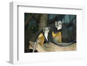 New York City, Bronx Zoo, Wolf's Mona Monkey (Cercopithecus Wolfi), Wolf's Guenon Monkey-Samuel Magal-Framed Photographic Print