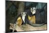 New York City, Bronx Zoo, Wolf's Mona Monkey (Cercopithecus Wolfi), Wolf's Guenon Monkey-Samuel Magal-Mounted Photographic Print