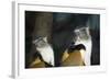 New York City, Bronx Zoo, Wolf's Mona Monkey (Cercopithecus Wolfi), Wolf's Guenon Monkey-Samuel Magal-Framed Photographic Print