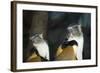 New York City, Bronx Zoo, Wolf's Mona Monkey (Cercopithecus Wolfi), Wolf's Guenon Monkey-Samuel Magal-Framed Photographic Print