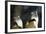 New York City, Bronx Zoo, Wolf's Mona Monkey (Cercopithecus Wolfi), Wolf's Guenon Monkey-Samuel Magal-Framed Photographic Print