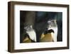 New York City, Bronx Zoo, Wolf's Mona Monkey (Cercopithecus Wolfi), Wolf's Guenon Monkey-Samuel Magal-Framed Photographic Print