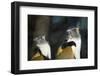 New York City, Bronx Zoo, Wolf's Mona Monkey (Cercopithecus Wolfi), Wolf's Guenon Monkey-Samuel Magal-Framed Photographic Print