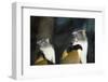 New York City, Bronx Zoo, Wolf's Mona Monkey (Cercopithecus Wolfi), Wolf's Guenon Monkey-Samuel Magal-Framed Photographic Print