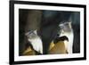 New York City, Bronx Zoo, Wolf's Mona Monkey (Cercopithecus Wolfi), Wolf's Guenon Monkey-Samuel Magal-Framed Photographic Print