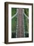 New York City Marathon Runners on Verrazano Bridge-null-Framed Photographic Print