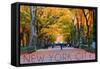 New York City, New York - Central Park in Autumn-Lantern Press-Framed Stretched Canvas