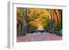 New York City, New York - Central Park in Autumn-Lantern Press-Framed Art Print