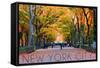 New York City, New York - Central Park in Autumn-Lantern Press-Framed Stretched Canvas