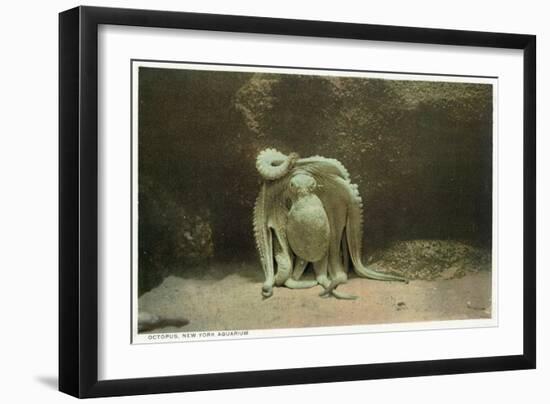 New York City, New York - Octopus at the Aquarium-Lantern Press-Framed Art Print