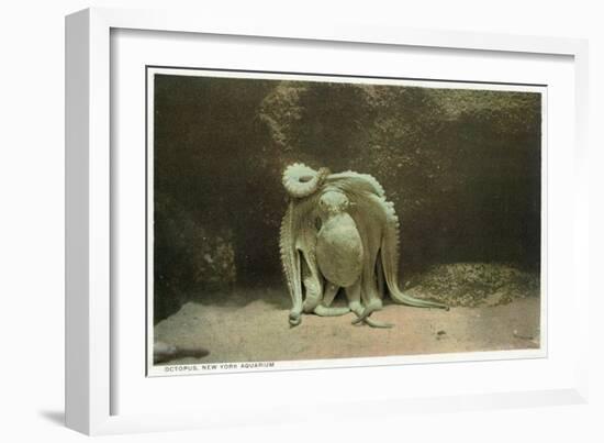 New York City, New York - Octopus at the Aquarium-Lantern Press-Framed Art Print