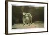 New York City, New York - Octopus at the Aquarium-Lantern Press-Framed Art Print