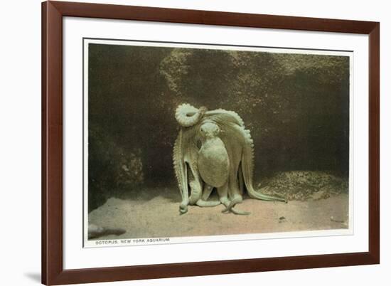 New York City, New York - Octopus at the Aquarium-Lantern Press-Framed Art Print