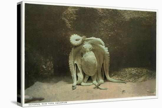 New York City, New York - Octopus at the Aquarium-Lantern Press-Stretched Canvas