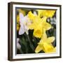 New York City, New York, USA. Daffodil bundle.-Julien McRoberts-Framed Photographic Print