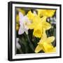 New York City, New York, USA. Daffodil bundle.-Julien McRoberts-Framed Photographic Print