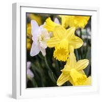 New York City, New York, USA. Daffodil bundle.-Julien McRoberts-Framed Photographic Print