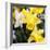 New York City, New York, USA. Daffodil bundle.-Julien McRoberts-Framed Photographic Print
