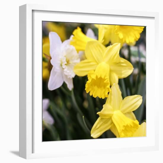 New York City, New York, USA. Daffodil bundle.-Julien McRoberts-Framed Photographic Print