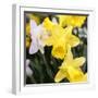 New York City, New York, USA. Daffodil bundle.-Julien McRoberts-Framed Photographic Print