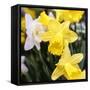 New York City, New York, USA. Daffodil bundle.-Julien McRoberts-Framed Stretched Canvas