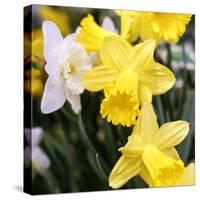 New York City, New York, USA. Daffodil bundle.-Julien McRoberts-Stretched Canvas