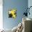 New York City, New York, USA. Daffodil bundle.-Julien McRoberts-Stretched Canvas displayed on a wall