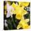 New York City, New York, USA. Daffodil bundle.-Julien McRoberts-Stretched Canvas
