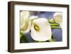 New York City, New York, USA of a white Lily-Julien McRoberts-Framed Photographic Print