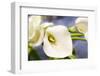 New York City, New York, USA of a white Lily-Julien McRoberts-Framed Photographic Print