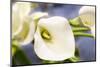 New York City, New York, USA of a white Lily-Julien McRoberts-Mounted Photographic Print