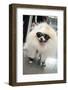 New York City, New York, USA. Small fluffy dog wearing sneakers and sunglasses.-Julien McRoberts-Framed Photographic Print