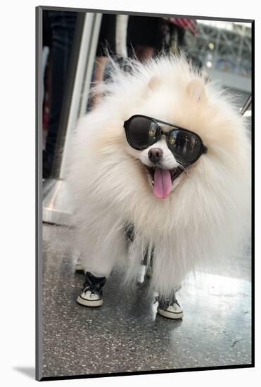 New York City, New York, USA. Small fluffy dog wearing sneakers and sunglasses.-Julien McRoberts-Mounted Photographic Print