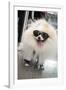 New York City, New York, USA. Small fluffy dog wearing sneakers and sunglasses.-Julien McRoberts-Framed Photographic Print