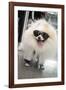 New York City, New York, USA. Small fluffy dog wearing sneakers and sunglasses.-Julien McRoberts-Framed Photographic Print